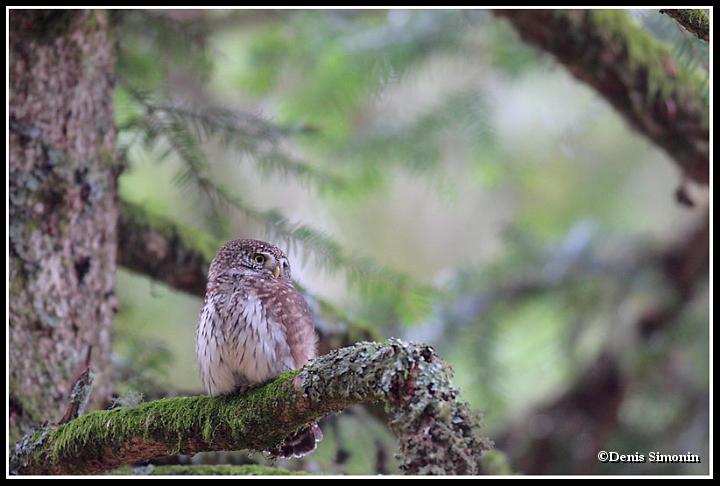 Chouette chevêchette à l'affût