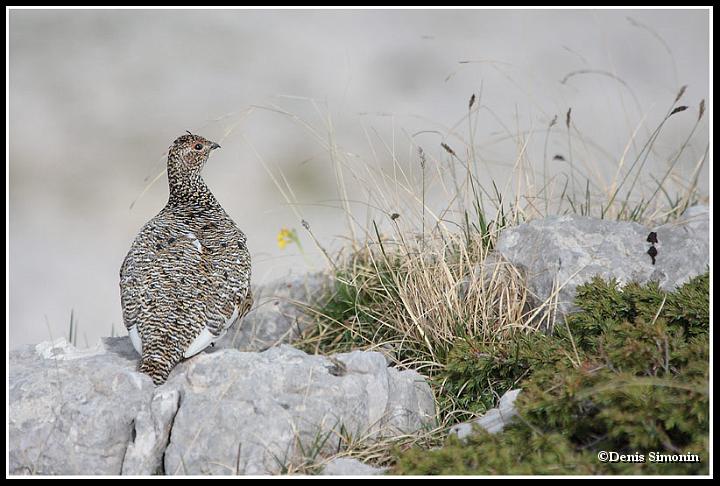 Poule de lagopède au printemps