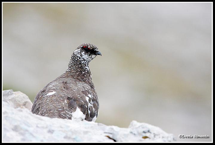 lagopède alpin mâle au printemps