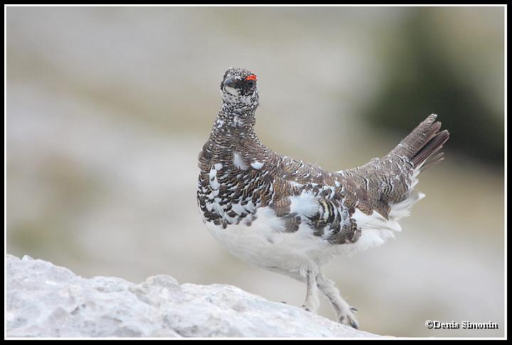 lagopède alpin mâle au printemps