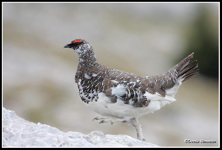 lagopède alpin mâle au printemps