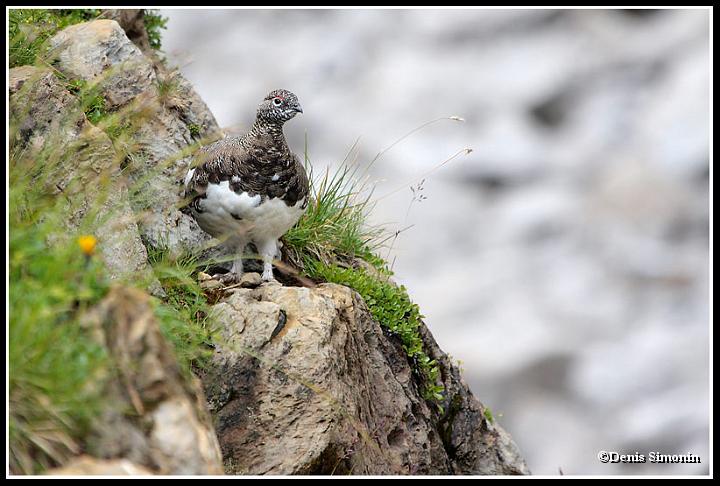 Lagopède alpin mâle en été