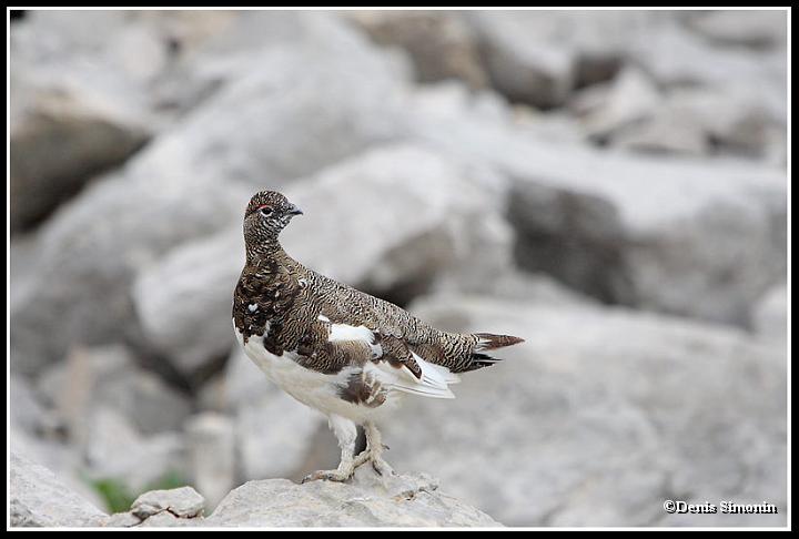 Lagopède alpin mâle en été