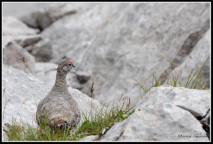 Lagopède alpin mâle en été