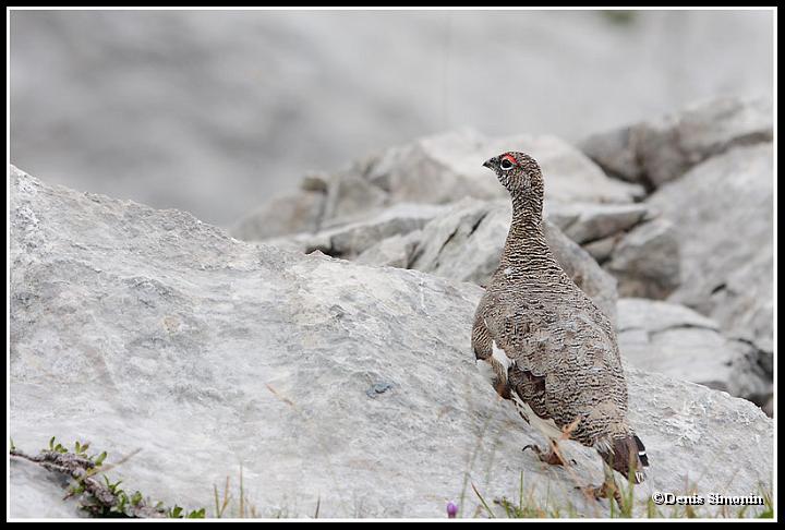 Lagopède alpin mâle en été