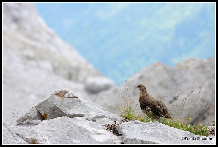 Jeune lagopède alpin  en été