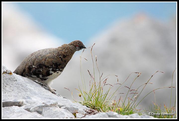 Jeune lagopède alpin  en été