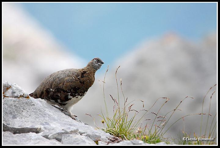 Jeune lagopède alpin  en été