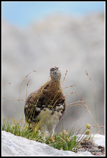 Jeune lagopède alpin  en été se nourrissant