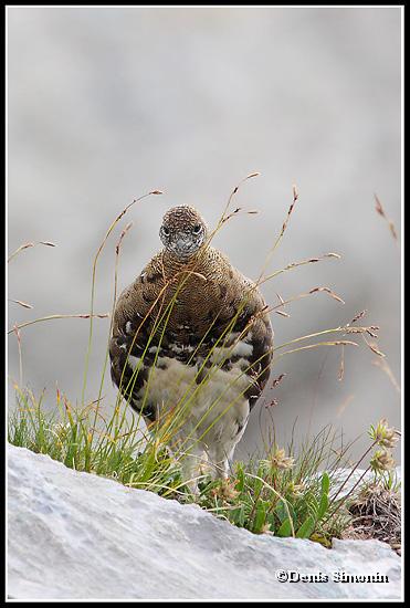 Jeune lagopède alpin  en été 