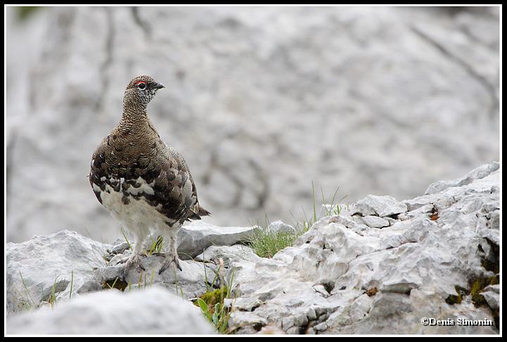 Jeune lagopède alpin  en été