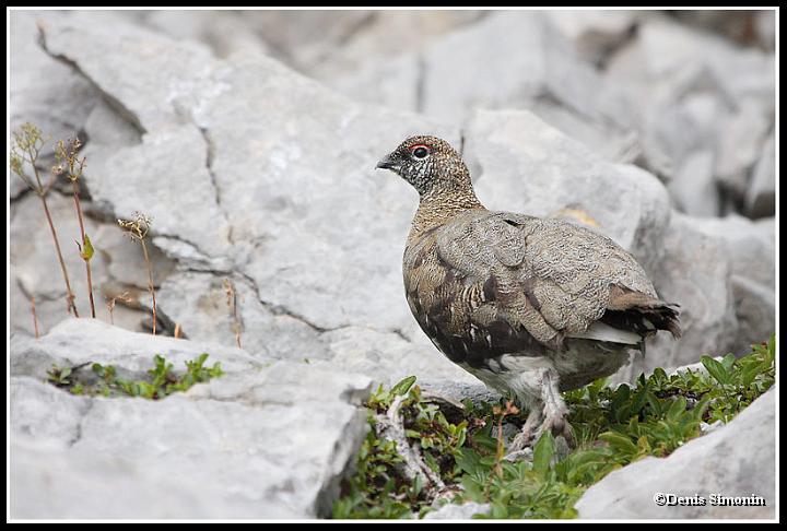 Jeune lagopède alpin  en été
