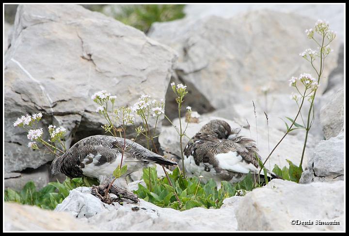 2 Jeunes lagopèdes alpin  en été