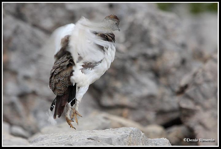 Jeune lagopède alpin  en été