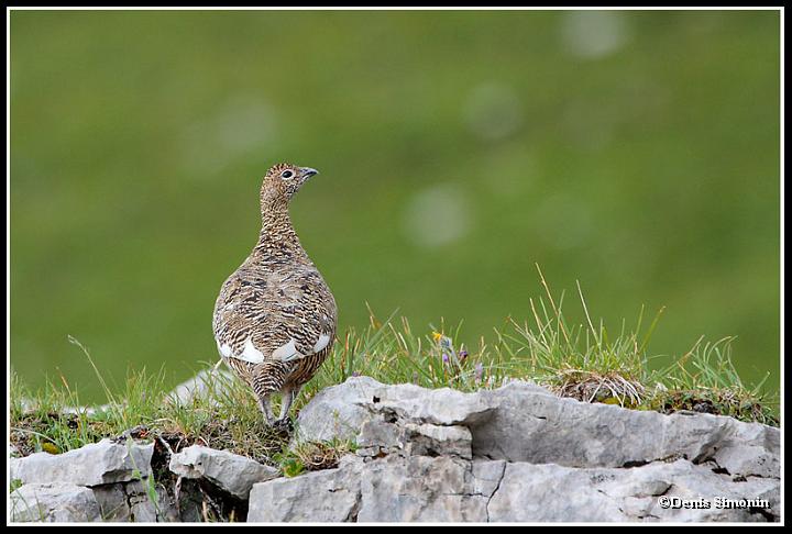 Poule de lagopède alpin en été