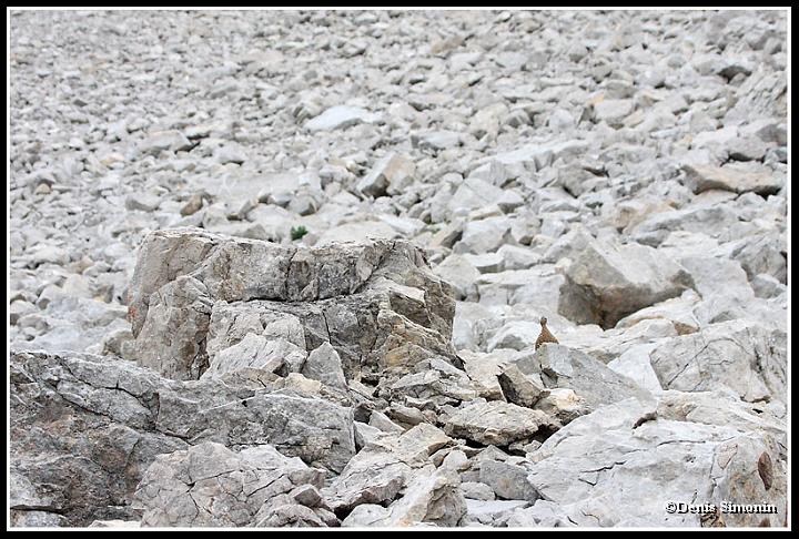 lagopède alpin dans un pierrier