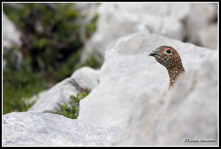 poule de lagopède alpin en été