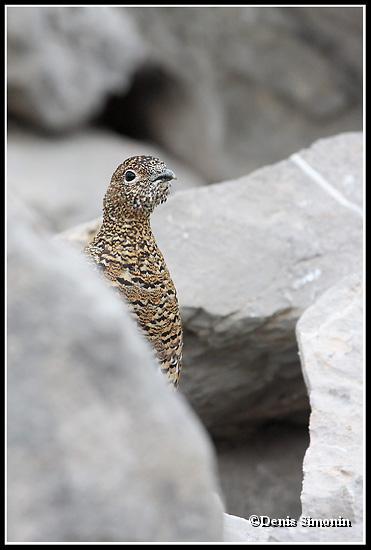 poule de lagopède alpin en été