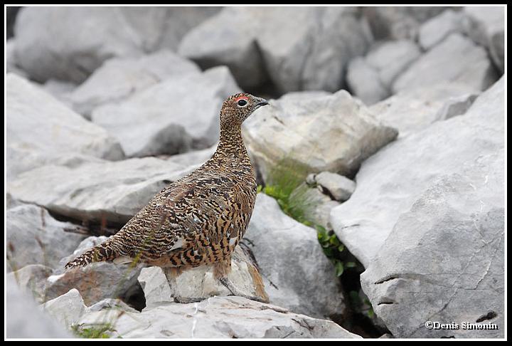 poule de lagopède alpin en été