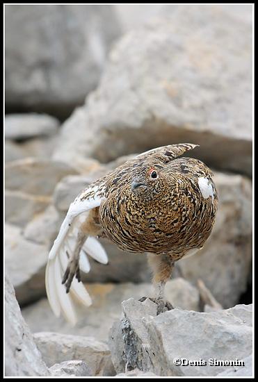 Etirement d'une poule de lagopède alpin