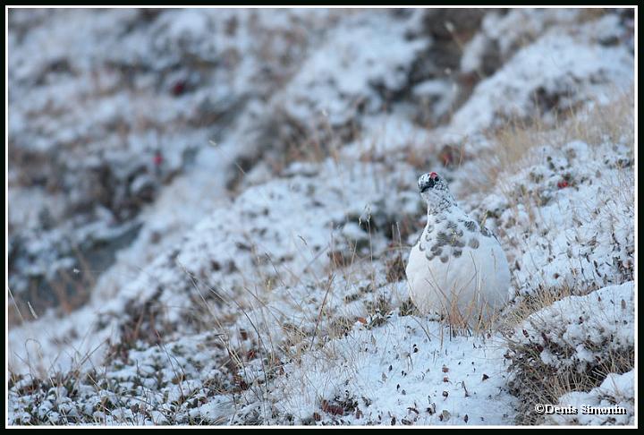 Le mimétisme du lagopède apin en plumage d'automne