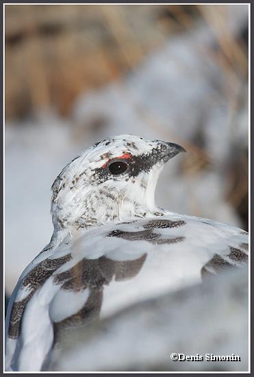 Le mimétisme du lagopède apin en plumage d'automne