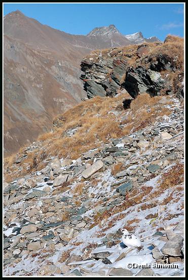 Le mimétisme du lagopède apin en plumage d'automne