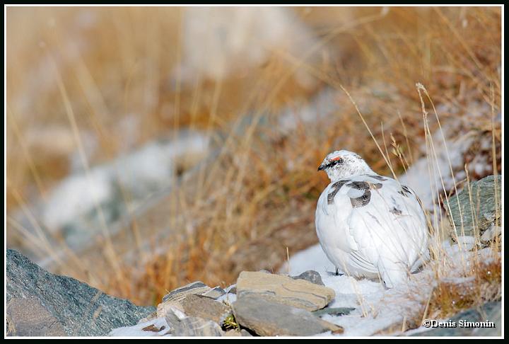 Le mimétisme du lagopède apin en plumage d'automne