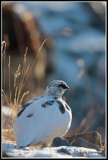 Le mimétisme du lagopède apin en plumage d'automne