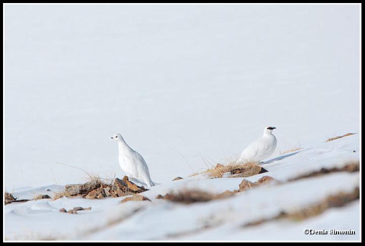 Couple de lagopèdes alpins en hiver