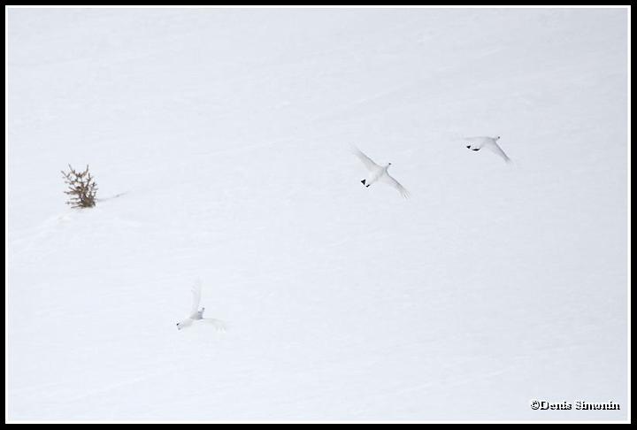 Lagopèdes alpins en vol