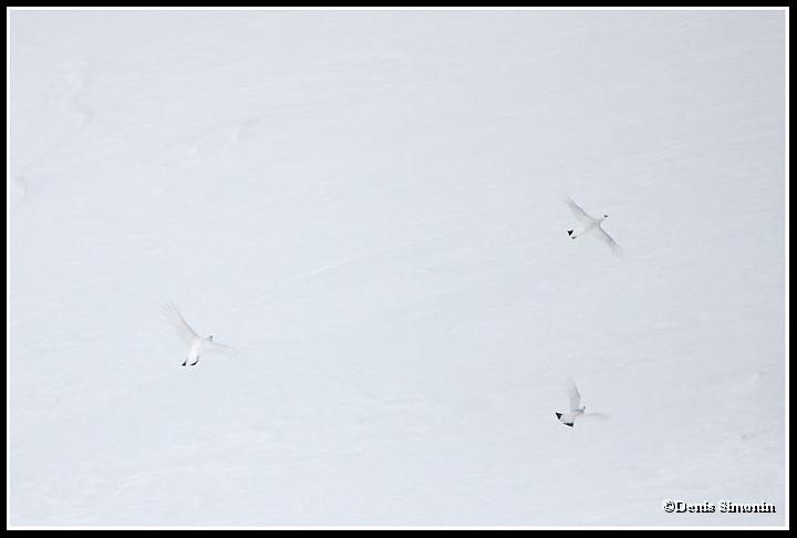 Lagopèdes alpins en vol