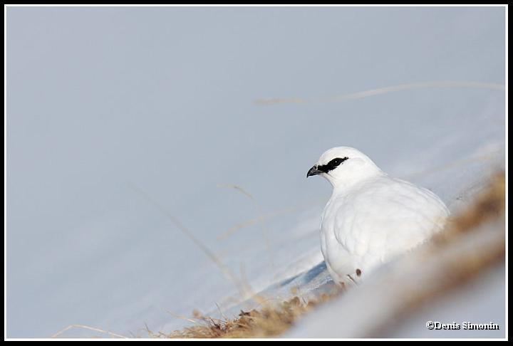 lagopede alpin en plumage hivernal