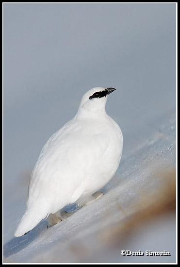 lagopede alpin en plumage hivernal
