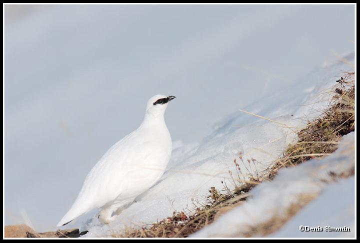 lagopede alpin en plumage hivernal