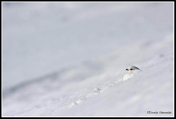 Poule de lagopede alpin dans son trou