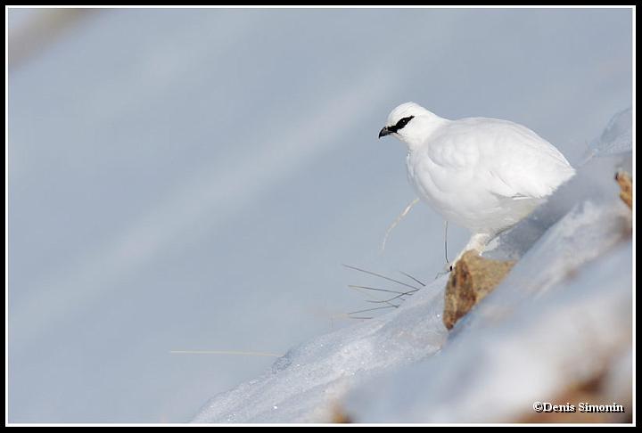 lagopede alpin en plumage hivernal