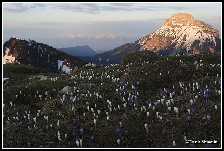 Chamechaude et champ de crocus