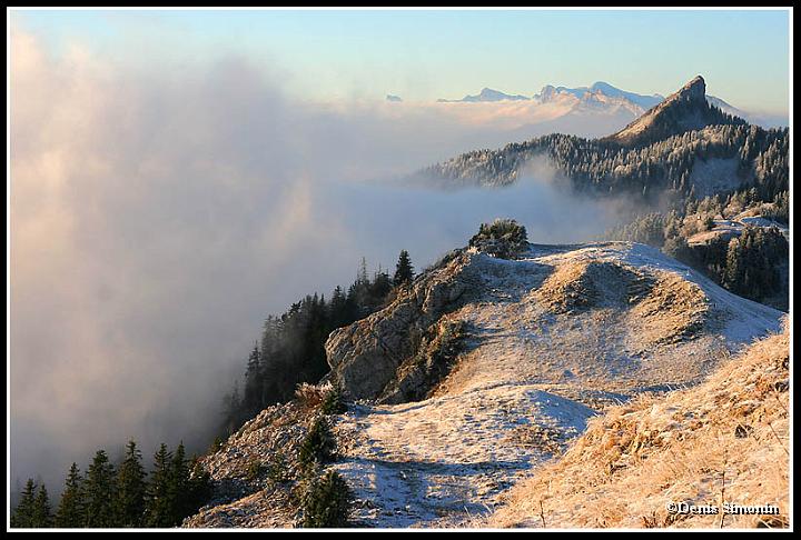 Givre en chartreuse