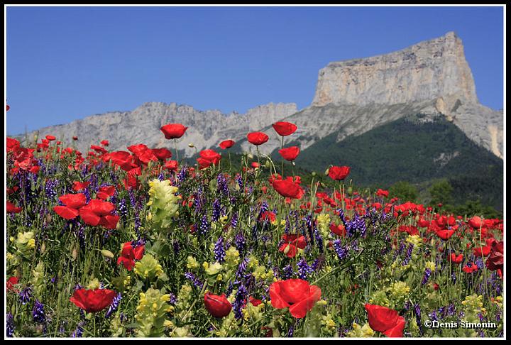 Mont-Aiguille et champ de coquelicots