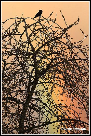 corneille et arc-en-ciel