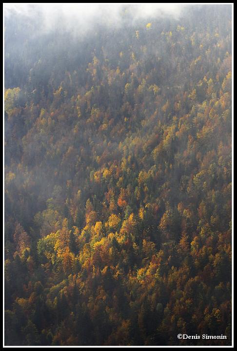 Forêt du Buëch en automne