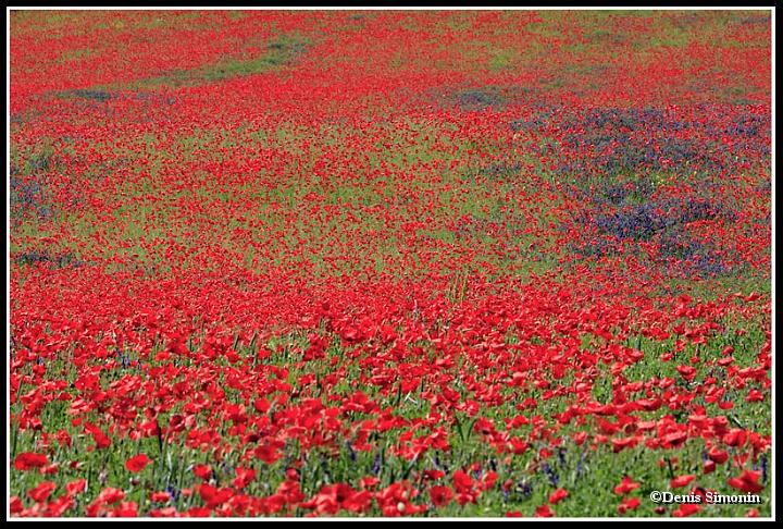 Champ de coquelicots